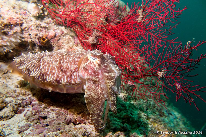 Broadclub cuttlefish (Sepia latimanus), D-Wall, Pulau Mabul