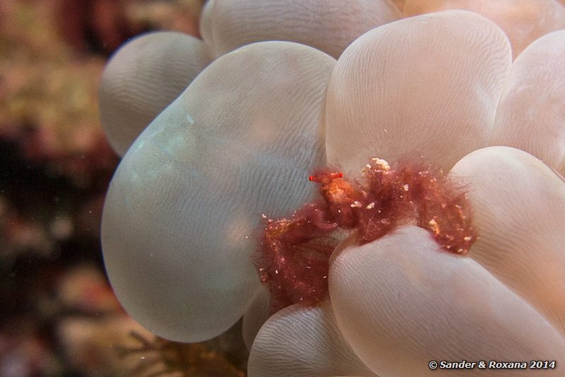 Orangutan crab (Oncinopus sp.), D-Wall, Pulau Mabul