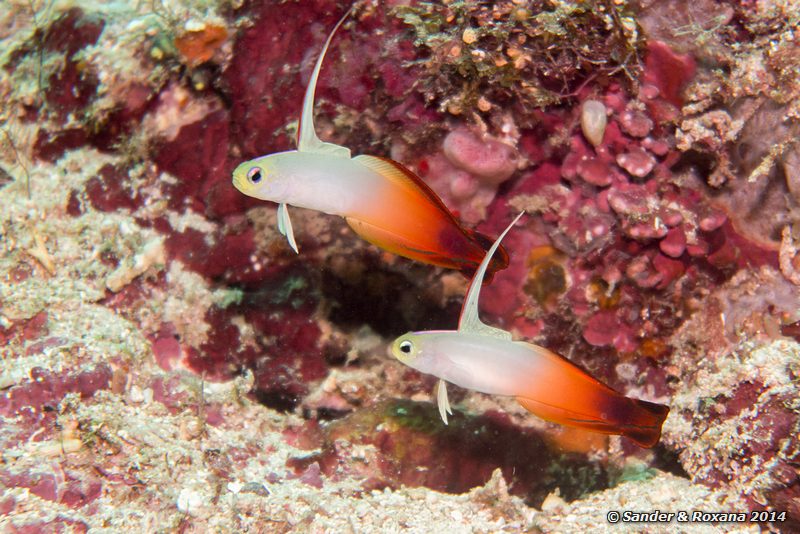 Fire dartfish (Nemateleotris magnifica), D-Wall, Pulau Mabul