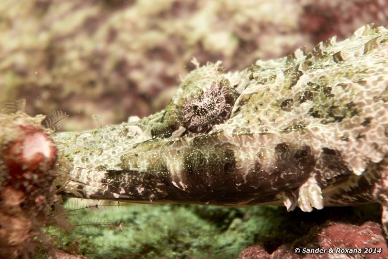 Crocodile flathead (Cymbacephalus beauforti), D-Wall, Pulau Mabul