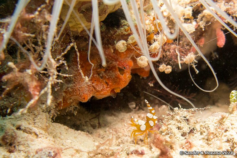 Squat shrimp (Thor amboinensis), Nudi Nook, Pulau Mabul