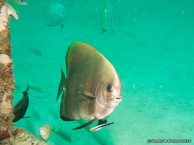 Circular spadefish (Platax orbicularis), Nudi Nook, Pulau Mabul