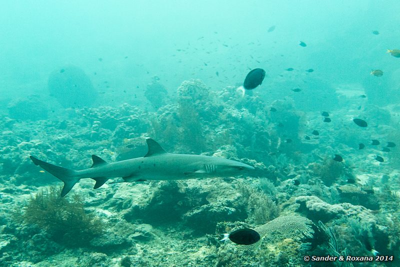 Whitetip reefshark (Triaenodon obesus), Barracuda Point, Pulau Sipadan