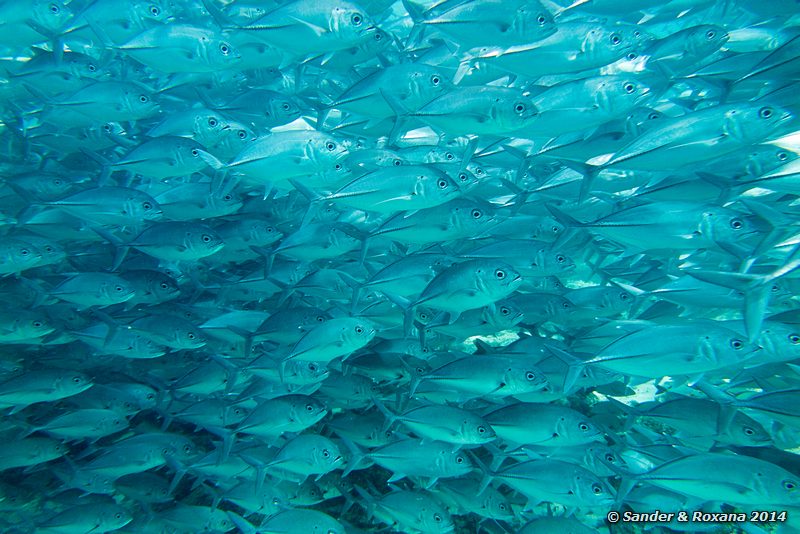 Bigeye trevallies (Caranx sexfasciatus), Barracuda Point, Pulau Sipadan