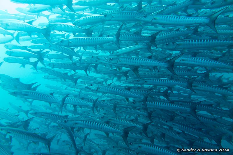 Blackfin barracudas (Sphyraena qenie), Barracuda Point, Pulau Sipadan