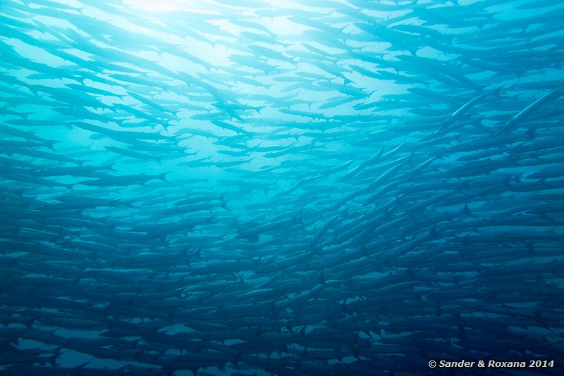 Blackfin barracudas (Sphyraena qenie), Barracuda Point, Pulau Sipadan