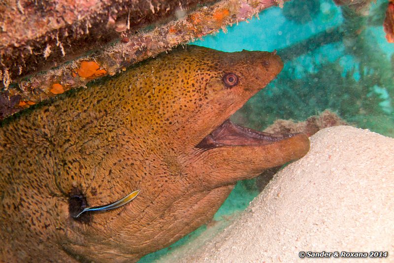 Giant moray (Gymnothorax javanicus), House Reef, Pulau Kapalai