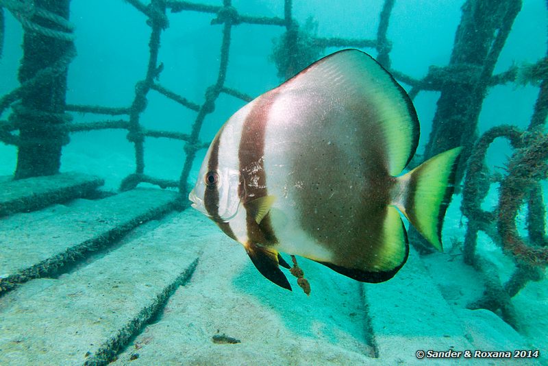 Circular spadefish (Platax orbicularis), House Reef, Pulau Kapalai