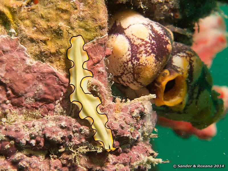 Polyclad flatworm, House Reef, Pulau Kapalai