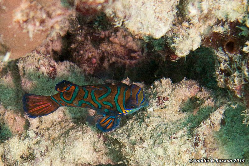 Mandarinfish (Synchiropus splendidus), House Reef, Pulau Kapalai