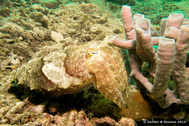 Broadclub cuttlefish (Sepia latimanus), Eel Garden, Pulau Mabul
