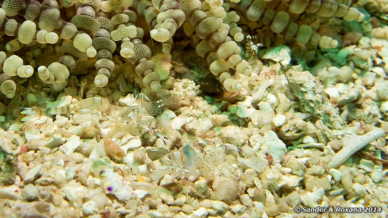 Holthuis anemone shrimp (Ancylomenes holthuisi) and squat shrimp  (Thor amboinensis), Eel Garden, Pulau Mabul