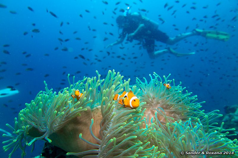 False clown anemonefish (Amphiprion ocellaris), Temple Of The Sea (Tokong Laut. The Pinnacle), Perhentians