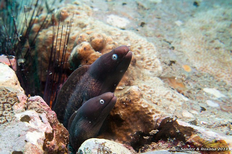 White-eyed moray (Siderea thysoidea), Temple Of The Sea (Tokong Laut. The Pinnacle), Perhentians