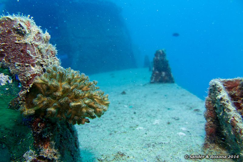 Coral, Police wreck, Perhentians