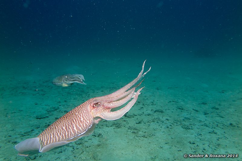 Pharaoh cuttlefish (Sepia pharaonis), D'Lagoon, Perhentians