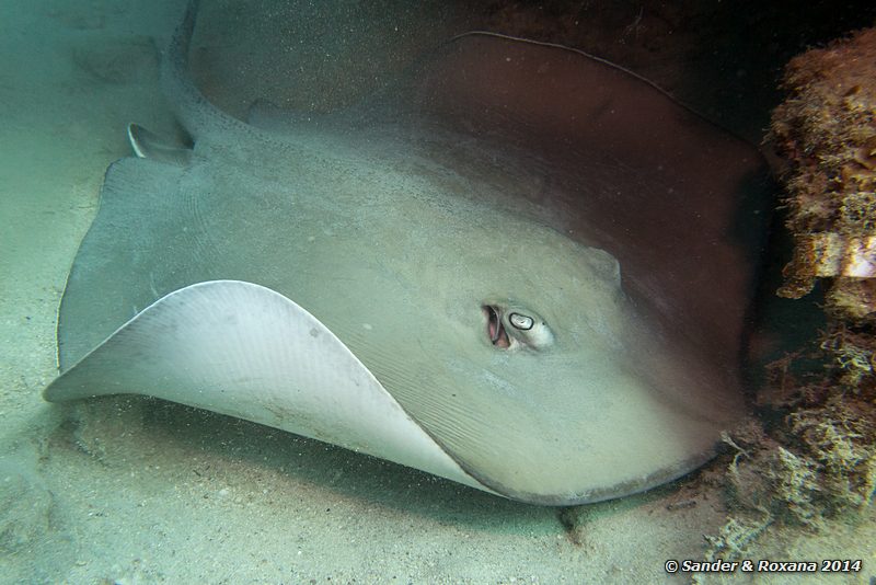 Tahitian stingray (Himantura fai), D'Lagoon, Perhentians
