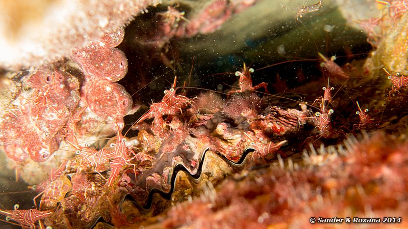 Dancing shrimps (Rhynchocinetes durbanensis), Terumbu Tiga @ T3, Perhentians