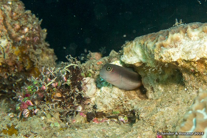 Bicolor blenny (Ecsenius bicolor), Terumbu Tiga @ T3, Perhentians