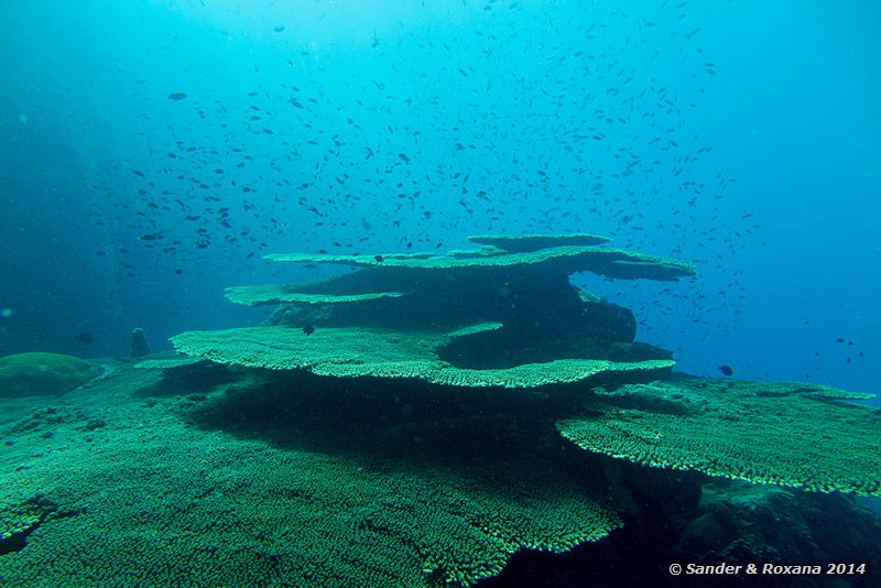 Table coral, Terumbu Tiga @ T3, Perhentians