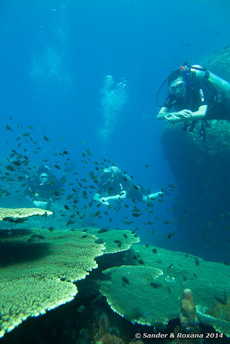 Table coral, Terumbu Tiga @ T3, Perhentians