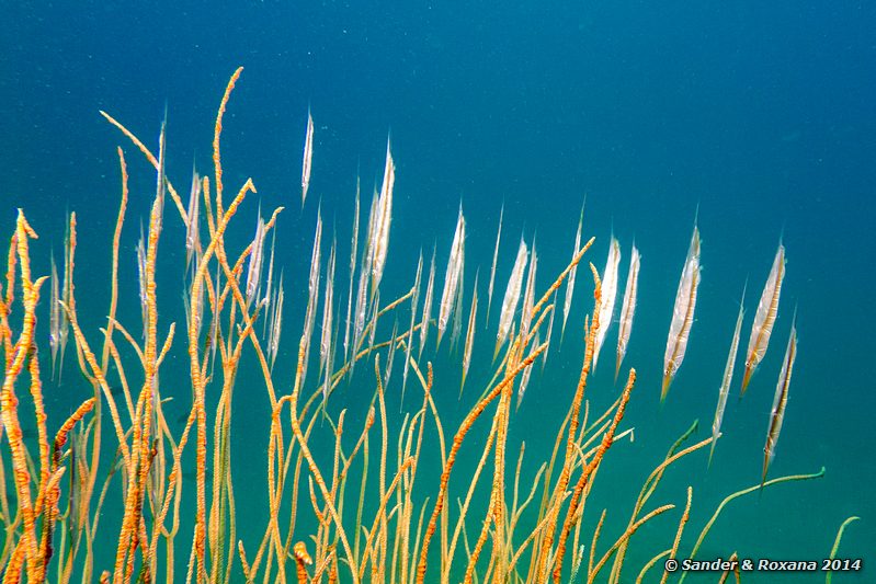 Rigid shrimpfish (Centriscus scutatus), Sugar wreck, Perhentians