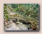 [Click to enlarge image]