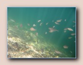 [Click to enlarge image]