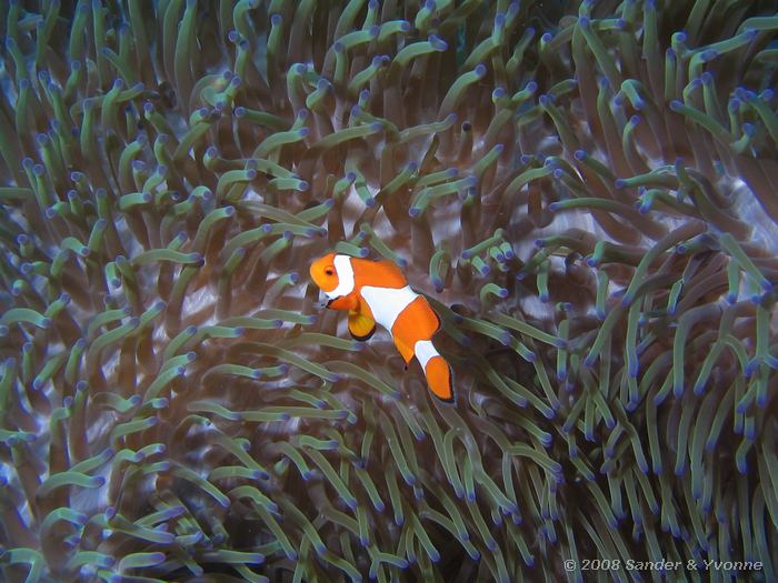 Driebands anemoonvis, Amphiprion ocellaris, Bunaken Timur, Bunaken NP