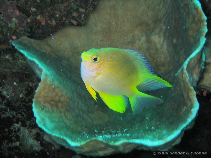Gouden juffertje, Amblyglyphidodon aureus, Likuan III, Bunaken NP