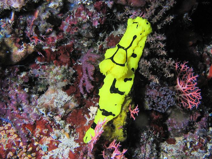 Notodoris minor, Naaktslak, Siladen, Bunaken NP