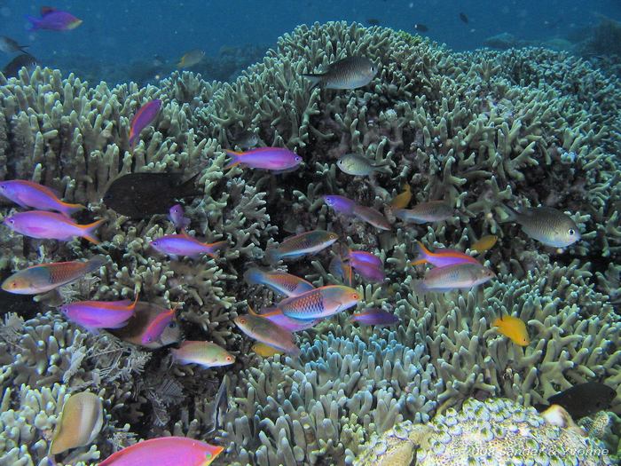 Vanalles, Oa Tuka vlaggenbaarzen (Pseudanthias tuka), Siladen, Bunaken NP
