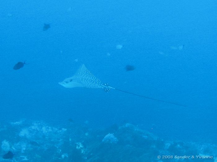 Adelaarsrog, Aetobatus narinari, Rons point, Bunaken NP