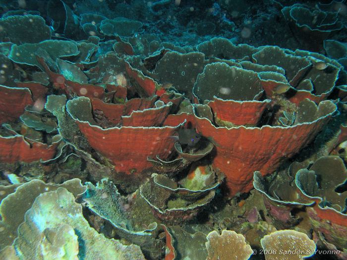 Grijze turbinaria, Turbinaria cf. mesenteria, Fukui, Bunaken NP