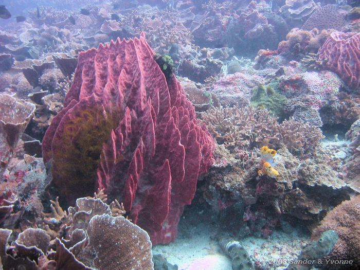 Tonspons, Xestospongia testudinaria, Fukui, Bunaken NP