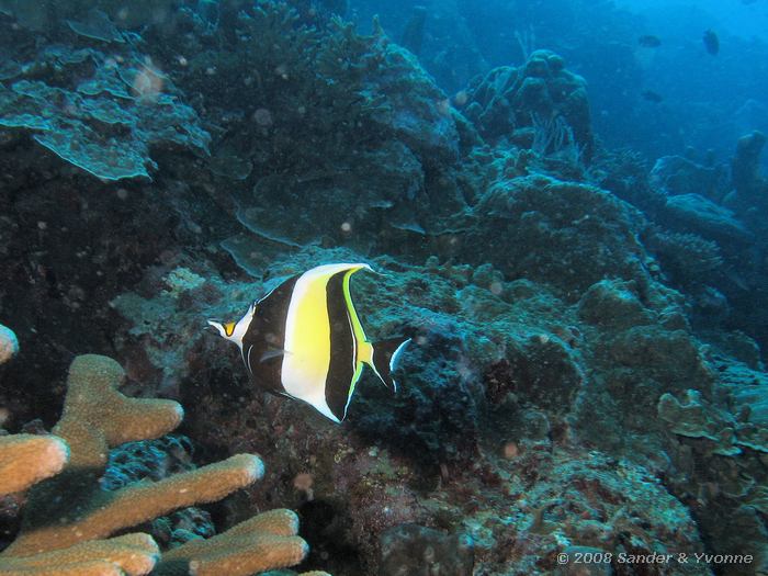 Masker wimpelvis, Zanclus cornutus, Fukui, Bunaken NP