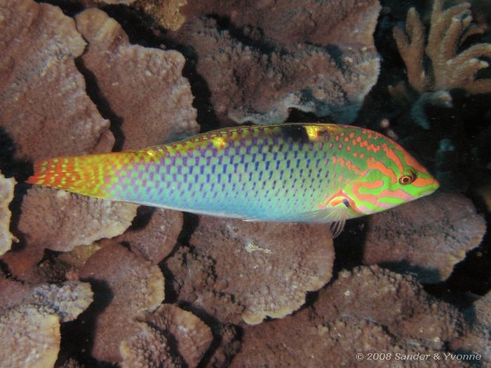 Schaakbord lipvis, Halichoeres hortulanus, Fukui, Bunaken NP