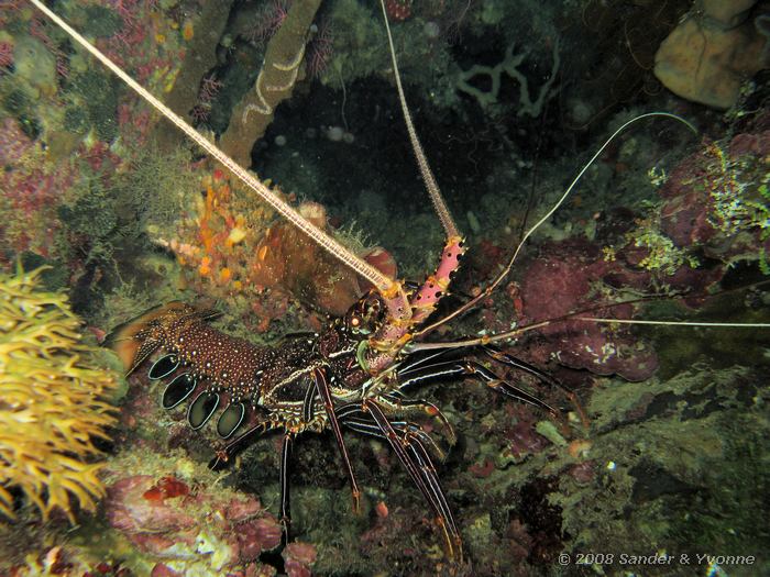 Witgestippelde langoest, Panulirus longipes, Johnsons, Bunaken NP