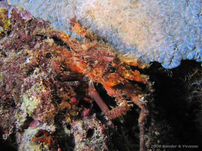 Krab, Niet gevonden, Johnsons, Bunaken NP