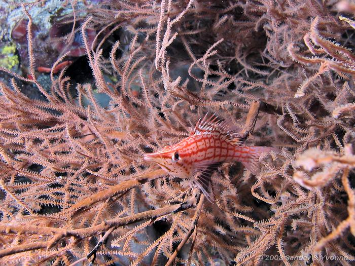 Spitssnuitkoraalklimmer, Oxycirrhites typus, Likuan I, Bunaken NP