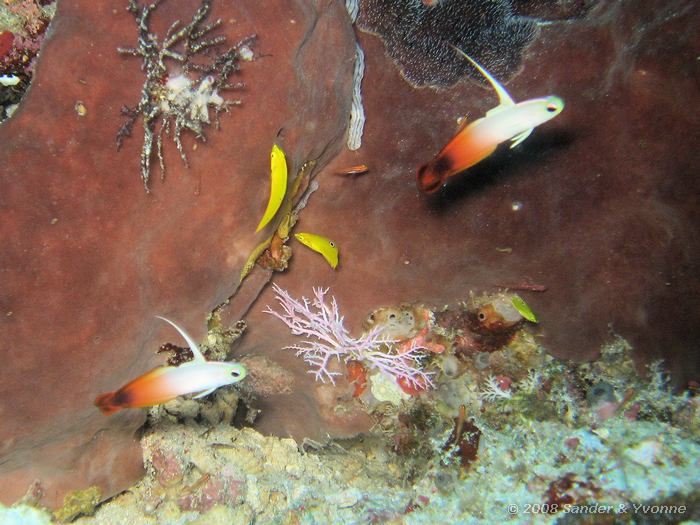 Vuurpijlvissen en Kanarie lipvissen, Nemateleotris magnifica en Halichoeres chrysus, Likuan I, Bunaken NP
