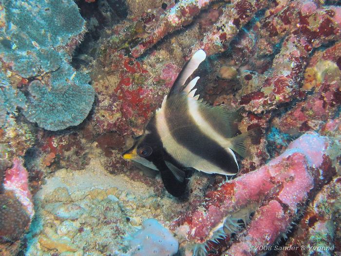 Drieband wimpelvis, Heniochus chrysostomus, Likuan I, Bunaken NP