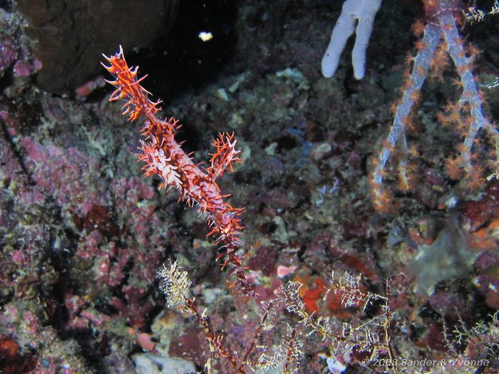 Harlekijn spookfluitvis, Solenostomus paradoxus, Likuan I, Bunaken NP