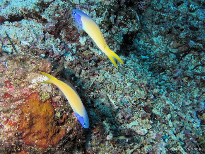 Blauwkop torpedobaarzen, Hoplolatilus starcki, Mikes point, Bunaken NP