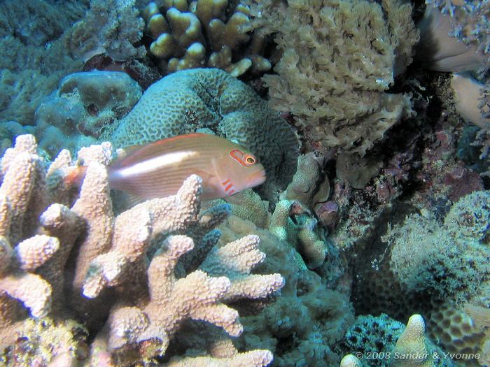 Oogboog koraalklimmer, Paracirrhites arcatus, Sachikos, Bunaken NP