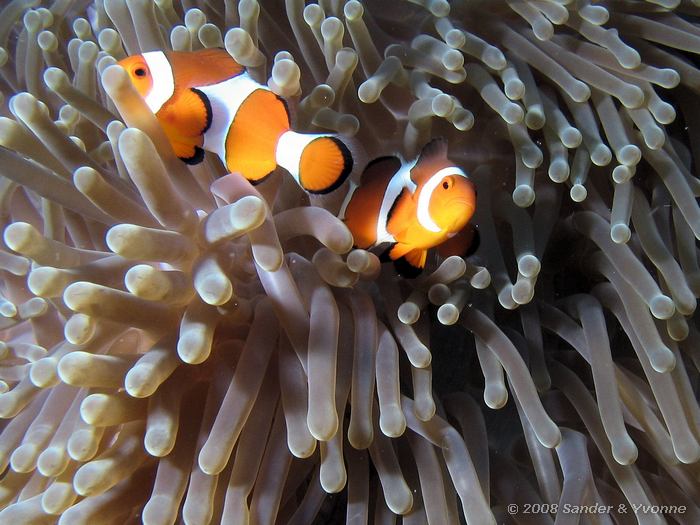 Driebands anemoonvis, Amphiprion ocellaris, Pangulingan, Bunaken NP