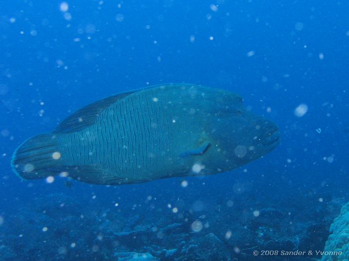 Napolenvis, Cheilinus undulatus, Pangulingan, Bunaken NP