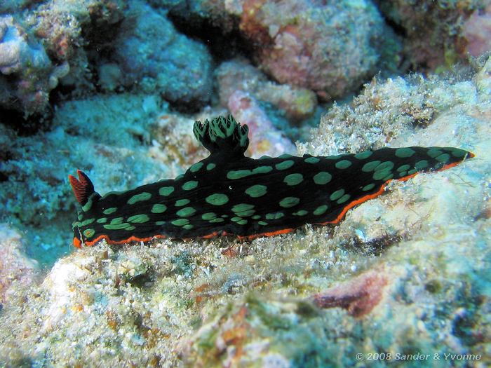 Nembrotha kubaryana, Naaktslak, Pangulingan, Bunaken NP