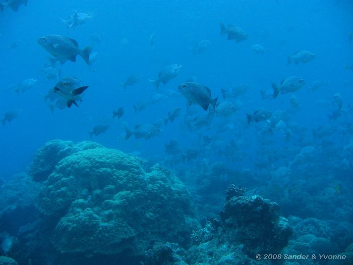 Hoogvin roervissen en zwarte snapper, Kyphosus cinerascens en Macolor macularis, Pangulingan, Bunaken NP
