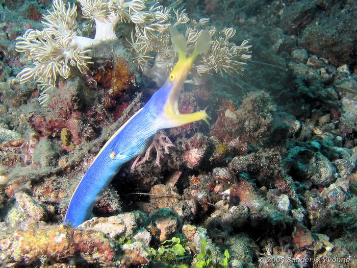 Spookmurene, Rhinomuraena quaesita, Lipi, Straat van Lembeh
